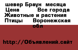 шевер Браун 2месяца › Цена ­ 200 - Все города Животные и растения » Птицы   . Воронежская обл.